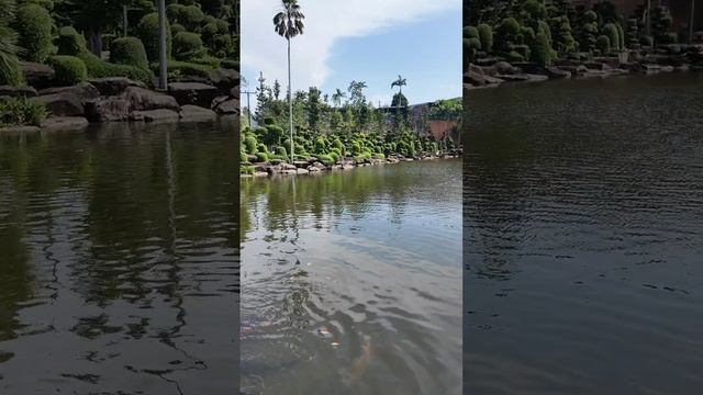 Таиланд. Сад мадам Нонг Нуч. Кормим рыбу Арапайма #thailand #pattaya #travel #zoo #animals #fish