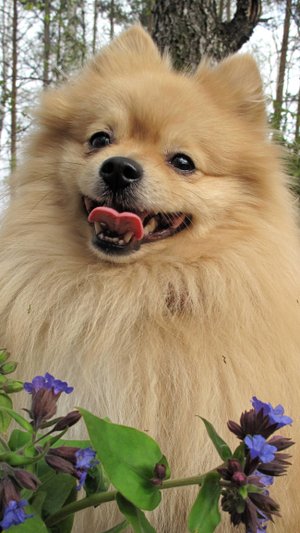 Собачья Дача- гостиница для собак в Екатеринбурге.