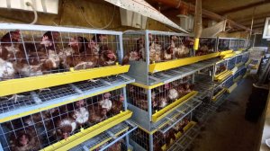 Куры несушки. Автономный курятник.