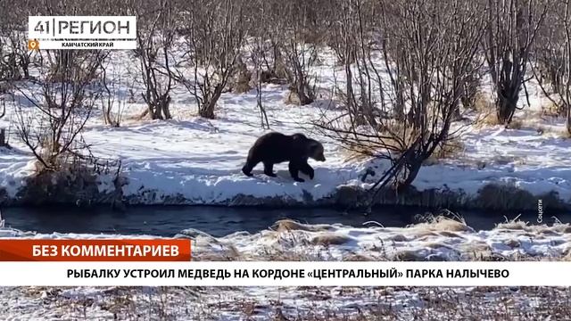 РЫБАЛКУ УСТРОИЛ МЕДВЕДЬ НА КОРДОНЕ «ЦЕНТРАЛЬНЫЙ» ПАРКА НАЛЫЧЕВО • БЕЗ КОММЕНТАРИЕВ