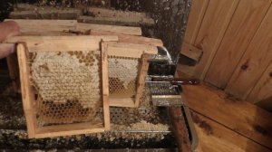 ПРО МЁД В СОТАХ. ВСЯ ПРАВДА ЗА 5 МИНУТ. С ВОЩИНОЙ И БЕЗ НЕЁ