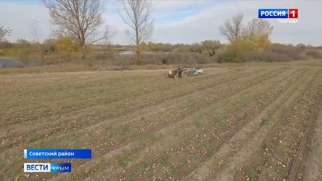 В Крыму стартовал сбор поздних сортов картофеля