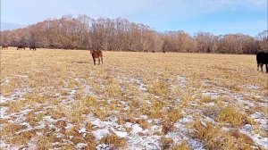лошади выпас ноябрь 5