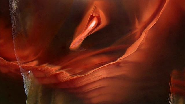 Галерея картин агата смотреть онлайн