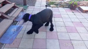 Ризеншнауцер Оливия танцует или беснуется?..