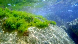 Подводные обитатели чёрного моря