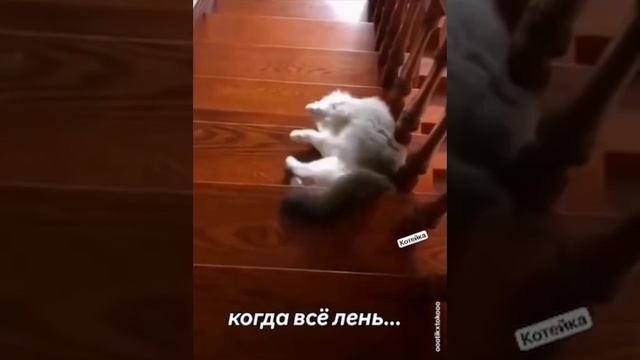 Смешные видео.
