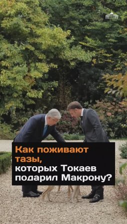 Как поживают тазы, которых Токаев подарил Макрону?