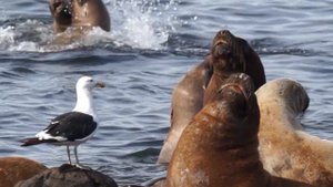 10294684-hd_1920_1080_25fps