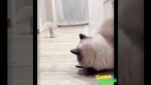 Кошки №7