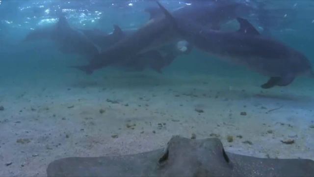 Расписание в голове: морские существа.