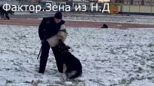 ЗЕНА из Невского Десанта 03.11.24 Невская Застава