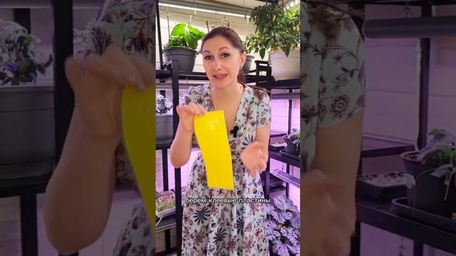 3 простых шага, чтобы избавиться от почвенного комарика