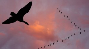 Заоблачно мудрые птицы... (в память о Викторе Ильиче Дёмине)