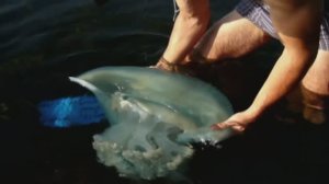 Медуза. огромная медуза