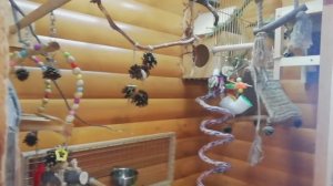 Обзор вольера для двоих попугаев аратинга