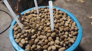 Выращивание винограда в помещении (часть 1) Посадка