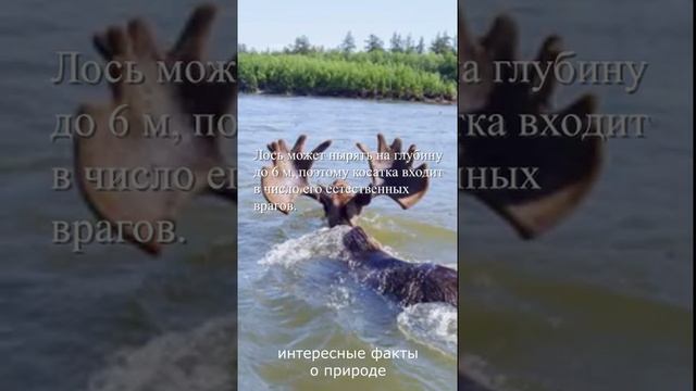 Лось может нырять на глубину до...