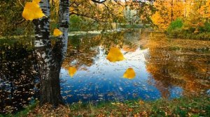 Осенний футаж. Озеро.