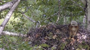 Птенцы каннибалы. Каин убил Авеля. В гнезде канюка