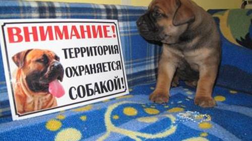Собачья Дача- мини гостиница для собак в Екатеринбурге.