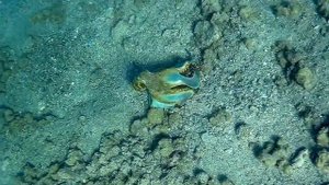 Осьминог - мастер маскировки (третья серия)