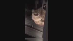 забавные и смешные кошки и собаки 658