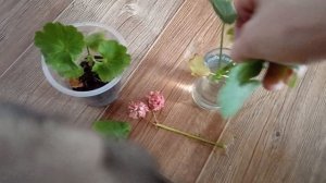 Как размножать герань. экперимент шок. Укоренить герань. Садовод любитель 😁
