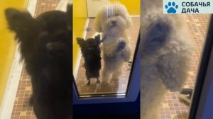 Собачья Дача.Мини гостиница для собак