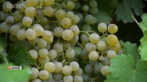 Общая площадь виноградников в Дагестане достигла 26 тысяч гектаров