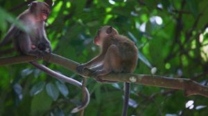 Чудеса творения прославляют Бога: Мир животных