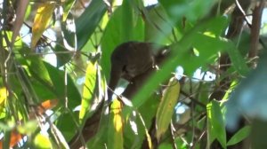 Самая маленькая обезьянка на планете