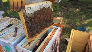 КАК СРАБОТАЛИ ЛОВУШКИ ДЛЯ ПЧЁЛ. Бортевой мёд