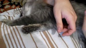 Молодая сибирская кошка тащится