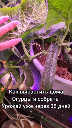 Как вырастить дома огурцы .