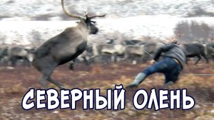 Тундра. Северный олень