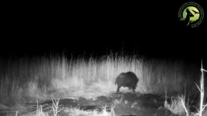 Кабанчик принимает грязевые ванны в Светлинском заказнике  🐗

Дирекция ООПТ Оренбургской области