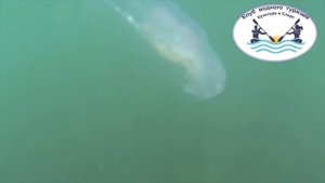 ПРОГУЛКИ ПО МОРЮ
