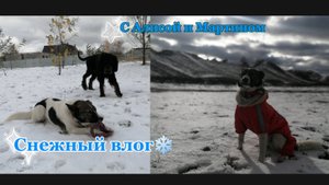 Снежная прогулка в полях |Dog Vlog
