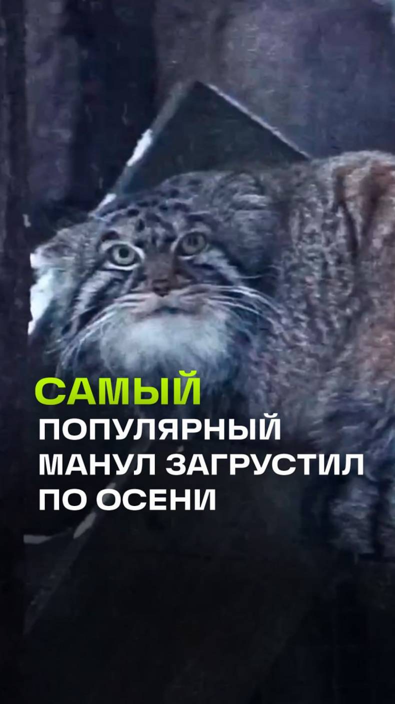 Манул Тимофей, кажется, тоже не понимает, как так быстро-внезапно пришла зима