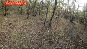 Охота на зайца в Дагестанском лесу с Гончими