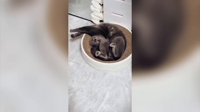 смешные котики! 🐱