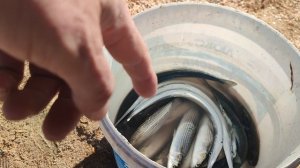 #анапарыбалка Рыбаки на Бугазской косе ловят саргана и кефаль