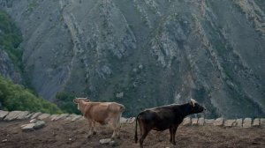 9950558-uhd_4096_2160_25fps