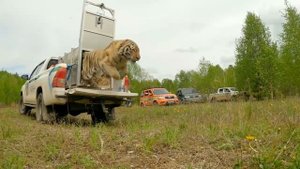 АМУРСКОГО ТИГРА ВЕРНУЛИ В ДИКУЮ ПРИРОДУ