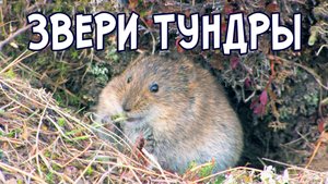 Тундра. Отважные звери