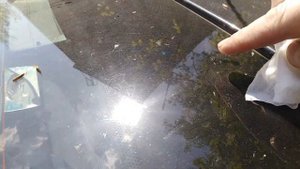 Удаляем следы  от  тополиных липучек(почки)