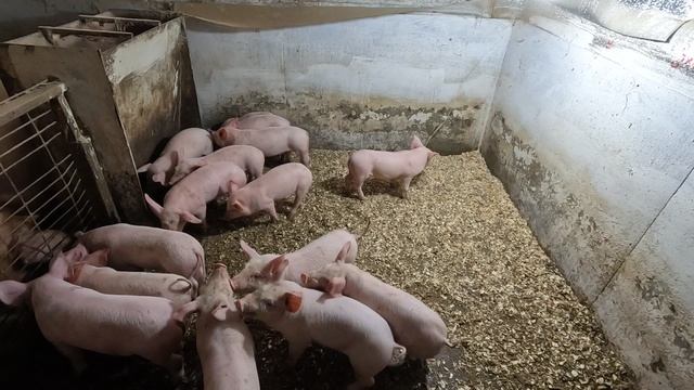 Волнительный момент отлучения, знакомство с такими же как они поросятами