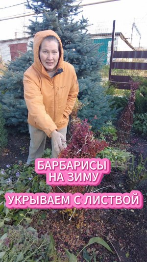 УХОД ЗА БАРБАРИСАМИ ОСЕНЬЮ