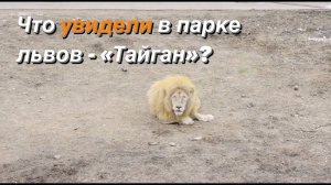 Что мы увидели в парке львов - "Тайган"?